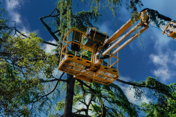 Best Arborist Consultation Services  in Rotonda, FL